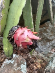 Selenicereus ocamponis