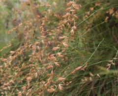 Platycaulos compressus