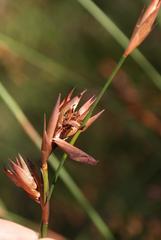 Platycaulos compressus