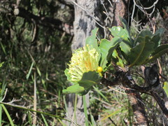 Banksia ilicifolia