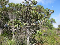 Banksia ilicifolia