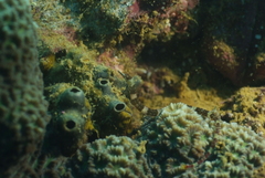 Corythoichthys amplexus