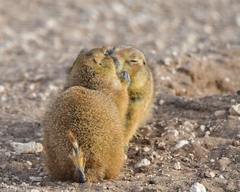 Cynomys ludovicianus