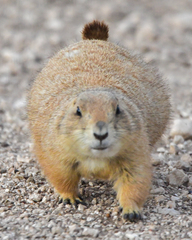 Cynomys ludovicianus