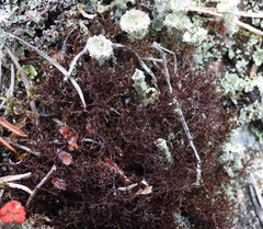 Cetraria muricata