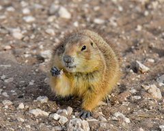 Cynomys ludovicianus