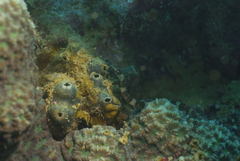 Corythoichthys amplexus