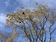 Prosthemadera novaeseelandiae novaeseelandiae