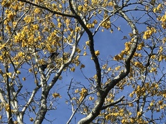 Prosthemadera novaeseelandiae novaeseelandiae