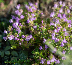 Thymus krylovii