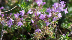 Thymus krylovii
