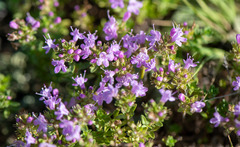 Thymus krylovii