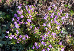 Thymus krylovii