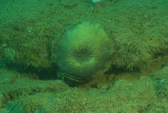 Echinomorpha nishihirai