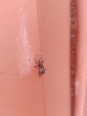 Odoiporus longicollis