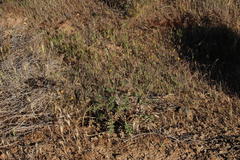 Berkheya onobromoides carlinoides