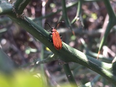 Pseudopyrochroa rufula