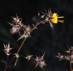 Berkheya onobromoides carlinoides