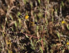 Berkheya onobromoides carlinoides