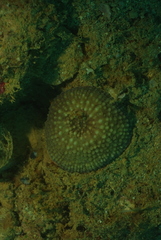 Echinomorpha nishihirai