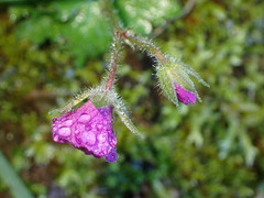 Geranium nepalense thunbergii