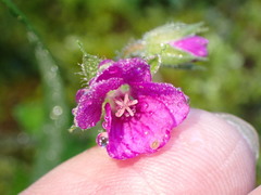 Geranium nepalense thunbergii