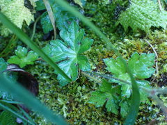 Geranium nepalense thunbergii
