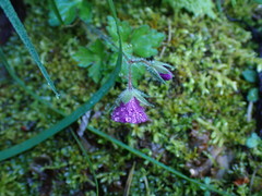 Geranium nepalense thunbergii