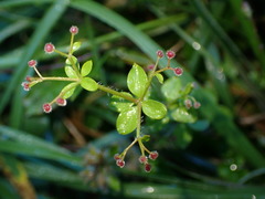 Galium formosense