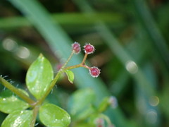 Galium formosense