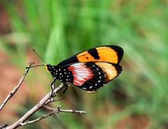 Acraea anemosa