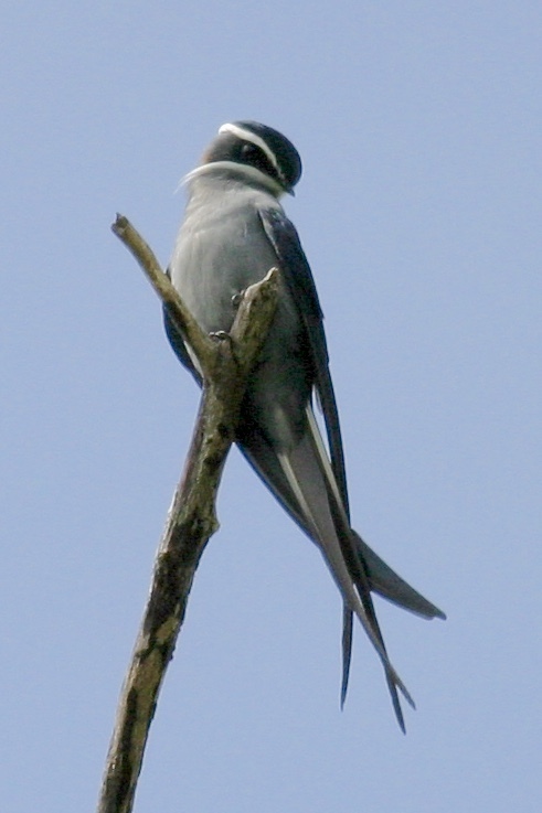 Moustached Treeswift photo