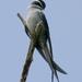 Hemiprocne mystacea - Photo (c) Bird Explorers,  זכויות יוצרים חלקיות (CC BY-NC), הועלה על ידי Bird Explorers