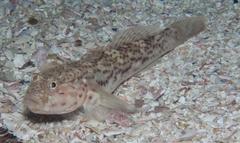 Caffrogobius nudiceps