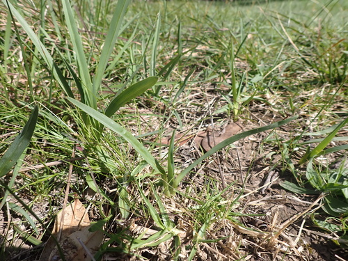 Image of Dianella amoena by (c) Nina Kerr, some rights reserved (CC BY)
