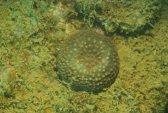 Echinomorpha nishihirai