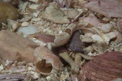 Pavoclinus smalei