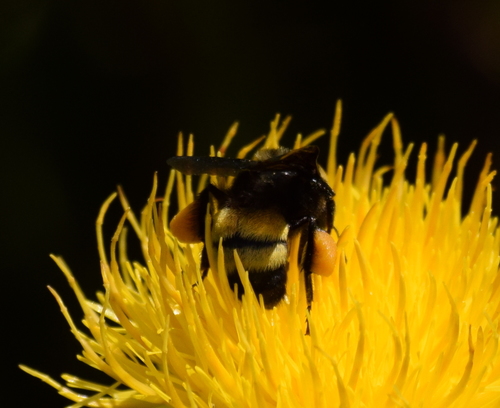 Black-and-gold Bumble Bee photo 5