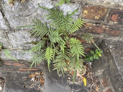 Pteris vittata