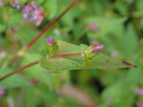 Nepal Persicaria