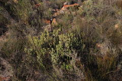 Leucadendron brunioides brunioides