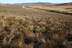 Leucadendron brunioides brunioides