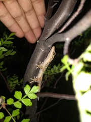 Phyllodactylus homolepidurus