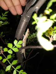 Phyllodactylus homolepidurus