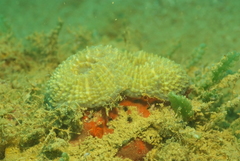 Echinomorpha nishihirai