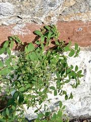 Euphorbia hyssopifolia