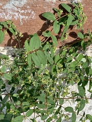 Euphorbia hyssopifolia
