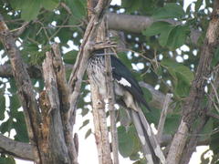 Clamator levaillantii