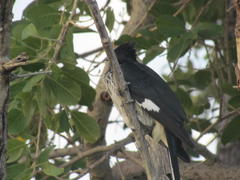 Clamator levaillantii