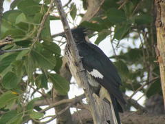 Clamator levaillantii